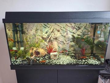 Aquarium zoet water vissen er bij  beschikbaar voor biedingen