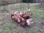 Gratis hanen Zweedse Bloemenkippen, Dieren en Toebehoren, Pluimvee, Mannelijk, Kip