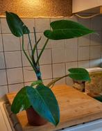 Philodendron White Princess, Ophalen of Verzenden, Halfschaduw, Minder dan 100 cm