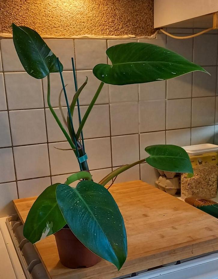 Philodendron White Princess, Huis en Inrichting, Kamerplanten, Minder dan 100 cm, Halfschaduw, Ophalen of Verzenden