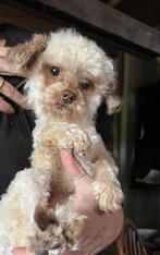 Ini mini maltipoo toypoedeltje Reutje van 13 maanden 2 kilo, Parvo, 1 tot 2 jaar, Eén hond, Nederland