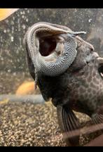 Pleco Algeneter +_30cm (2 beschikbaar), Dieren en Toebehoren, Vissen | Aquariumvissen