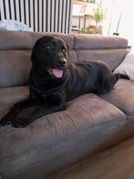 Labrador pups, Dieren en Toebehoren, Rabiës (hondsdolheid), 8 tot 15 weken, Labrador retriever, Meerdere