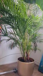 Gratis huiskamerplanten, Tuin en Terras, Planten | Bomen, Overige soorten, Ophalen, 100 tot 250 cm