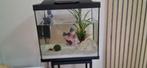 Aquarium, Dieren en Toebehoren, Vissen | Aquaria en Toebehoren, Ophalen, Zo goed als nieuw, Gevuld zoetwateraquarium