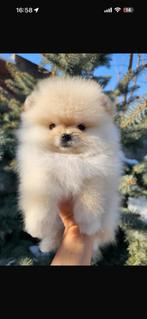 Pomeriaan teefje en reutje, Dieren en Toebehoren, Particulier, 15 weken tot 1 jaar, Reu, Buitenland