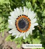 Zaden van de allermooiste bloemen en planten!, Tuin en Terras, Ophalen of Verzenden, Gehele jaar, Volle zon, Zaad