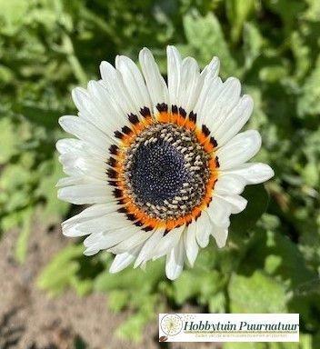 Zaden van de allermooiste bloemen en planten!, Tuin en Terras, Bloembollen en Zaden, Zaad, Gehele jaar, Volle zon, Ophalen of Verzenden