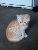3 prachtige rode katers, Dieren en Toebehoren, Katten en Kittens | Overige Katten, Kater