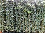 **ACTIE** Klimop, 50 cm NU € 1.25 Hedera hibernica, Vaste plant, Ophalen of Verzenden, Bloeit niet, Halfschaduw