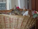 kattenoppas/logeerhuis voor katten (Amsterdam), Dieren en Toebehoren, Katten en Kittens | Overige Katten, Poes
