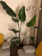 Schitterende kamerplant, Ophalen, Overige soorten, Halfschaduw, In pot