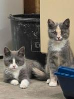 knap kitten  zoekt personeel!, Dieren en Toebehoren, Katten en Kittens | Raskatten | Korthaar