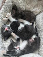 Kittens van 24 september, Dieren en Toebehoren, Katten en Kittens | Overige Katten, Meerdere dieren, Kortharig, 0 tot 2 jaar