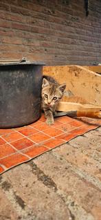 Lieve kitten opzoek naar een huis, Kater, Ontwormd, 0 tot 2 jaar