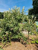 Appelboom friszuur (ik dacht Elstar), Tuin en Terras, Planten | Bomen, Ophalen, Volle zon, Overige soorten