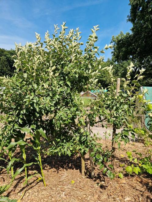 Appelboom friszuur (ik dacht Elstar), Tuin en Terras, Planten | Bomen, Overige soorten, Volle zon, Ophalen