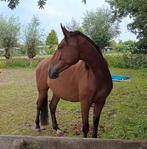 Gezocht: paardenliefhebbers/verzorg(st)ers (Vijfhuizen)