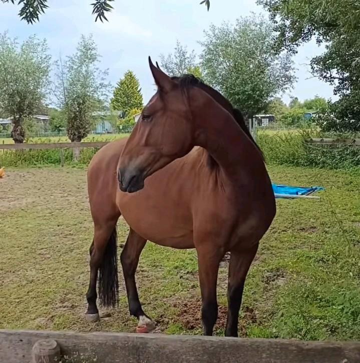 Gezocht: paardenliefhebbers/verzorg(st)ers (Vijfhuizen), Dieren en Toebehoren, Stalling en Weidegang