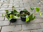 Philodendron stekjes / Philodendron hederaceum, Groene kamerplant, Ophalen, Halfschaduw, Minder dan 100 cm