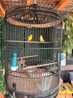 Koppel gele kanaries uit 2024, Dieren en Toebehoren, Vogels | Kanaries, Meerdere dieren, Kleurkanarie