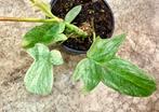 Philodendron Florida Ghost - P12, Huis en Inrichting, Kamerplanten, Ophalen of Verzenden