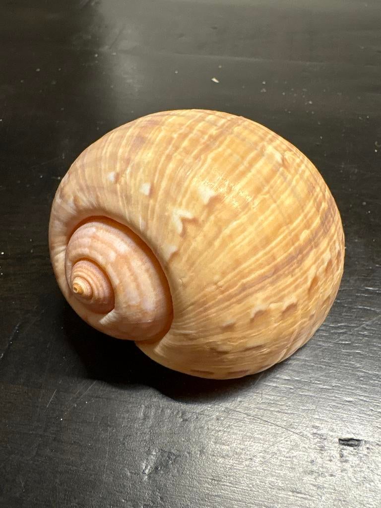 Mooie grote schelp tonna galea, Ophalen of Verzenden, Gebruikt