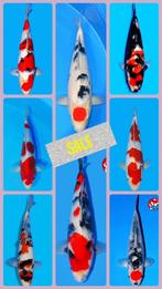 ZATERDAG SUMMERSALE op koi koivoer vissen marks  KORTING, Dieren en Toebehoren, Vissen | Vijvervissen