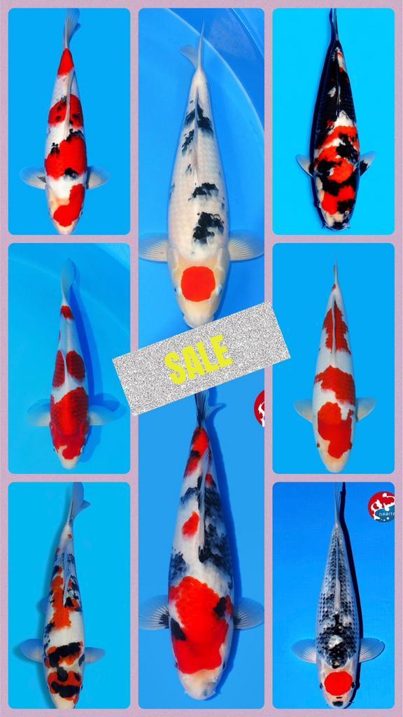 ZATERDAG SUMMERSALE op koi koivoer vissen marks  KORTING, Dieren en Toebehoren, Vissen | Vijvervissen