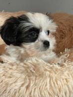 Leuke Boomer pups ( Maltezer met Shih Tzu ) Goed verzorgd, Dieren en Toebehoren, Honden | Chihuahua's en Gezelschapshonden, CDV (hondenziekte)