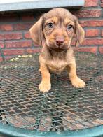 Doxipoo pups, CDV (hondenziekte), 8 tot 15 weken, Korthaar, Dwerg