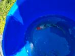 Koi, ongeveer 25cm, Dieren en Toebehoren, Vissen | Vijvervissen, Karper of Koi
