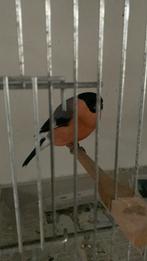 Noorse goudvink man, Dieren en Toebehoren, Mannelijk, Geringd