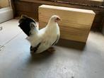 Chabo’s, Dieren en Toebehoren, Pluimvee, Meerdere dieren, Kip