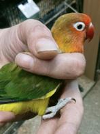 Prachtig koppel agapornis fisheri euwing x wk split opaline, Dieren en Toebehoren, Vogels | Parkieten en Papegaaien, Meerdere dieren