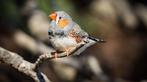 gratis vogels gezocht, Meerdere dieren, Geringd, Tropenvogel