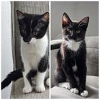 Kittens zoeken een nieuw (t)huis, Dieren en Toebehoren, Katten en Kittens | Overige Katten, Meerdere dieren, Kortharig, 0 tot 2 jaar