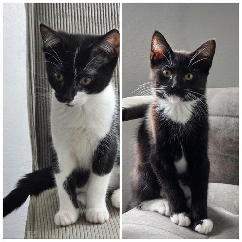 Kittens zoeken een nieuw (t)huis, Dieren en Toebehoren, Katten en Kittens | Overige Katten, Kortharig, Meerdere dieren, 0 tot 2 jaar