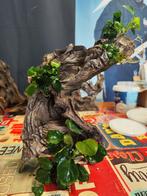Hout voor aquarium met Anubias. Waterplant. Kienhout., Dieren en Toebehoren, Vissen | Aquaria en Toebehoren, Ophalen of Verzenden