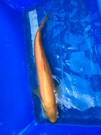 Albino graskarer, Dieren en Toebehoren, Vissen | Vijvervissen, Karper of Koi
