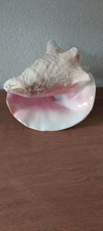 Mooie schelp: Vleugelhoorn- ook Koninginneschelp genoemd., Ophalen of Verzenden, Gebruikt