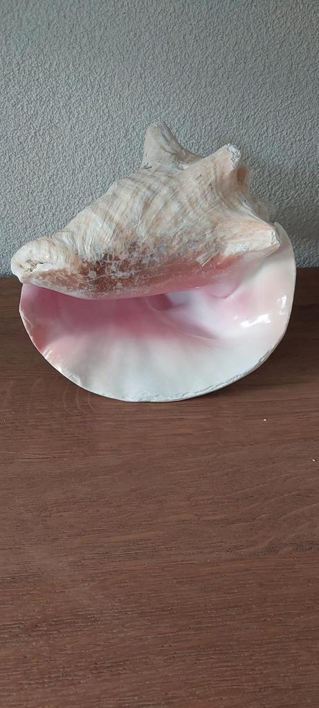 Mooie schelp: Vleugelhoorn- ook Koninginneschelp genoemd., Hobby en Vrije tijd, Overige Hobby en Vrije tijd, Gebruikt, Ophalen of Verzenden
