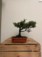 Juniperus Itoigawa Bonsai, Bloeit niet, Minder dan 100 cm, Volle zon, In pot