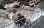 Schapenwol van Swifters en Bonte schaap, Ophalen, Nieuw, Spinwol