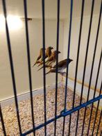 4 Japanse meeuwtjes, Dieren en Toebehoren, Vogels | Overige Vogels, Meerdere dieren