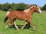 Recreatie pony / paard - merrie beleerd braaf ruin onbeleerd, Dieren en Toebehoren, Paarden, Meerdere dieren, Recreatiepaard, Gechipt