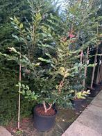 Bijzondere boom; SUCOPARROTIA half groenblijvend herfstkleur, Ophalen, Volle zon