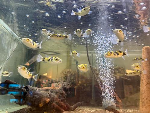 Wildvang Colomesus Asellus kogelvis, Dieren en Toebehoren, Vissen | Aquariumvissen, Zoetwatervis, Vis