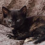 Lieve kitten (huiskat/europese korthaar) te koop, Meerdere dieren, Ontwormd, 0 tot 2 jaar