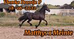 3 Jarige friese stermerrie Matthys x Meinte, Dieren en Toebehoren, Paarden, Merrie, Gechipt, 3 tot 6 jaar, 160 tot 165 cm